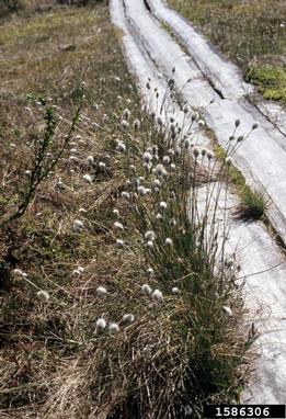 tussock cottongrass, Eriophorum vaginatum  (Cyperales: Cyperaceae) - 1586306