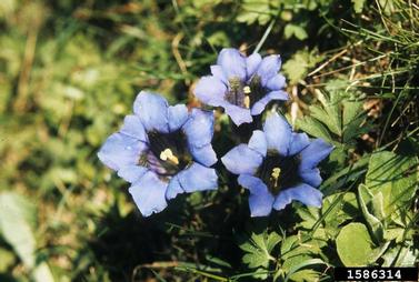 trumpet gentian, Gentiana clusii  (Gentianales: Gentianaceae) - 1586314