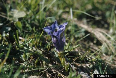 trumpet gentian, Gentiana clusii  (Gentianales: Gentianaceae) - 1586315