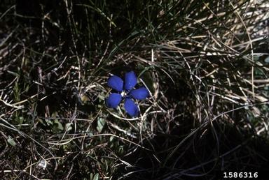 spring gentian, Gentiana verna  (Gentianales: Gentianaceae) - 1586316