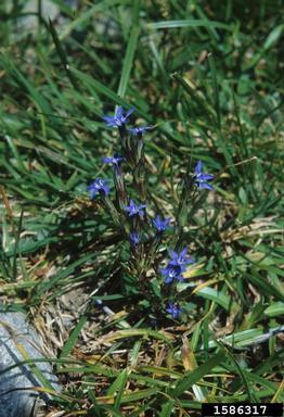 spring gentian, Gentiana verna  (Gentianales: Gentianaceae) - 1586317