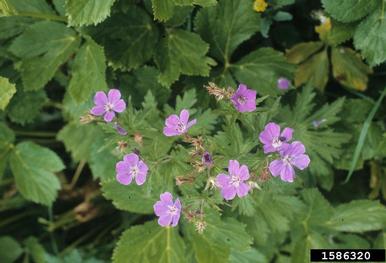 woodland geranium, Geranium sylvaticum  (Geraniales: Geraniaceae) - 1586320