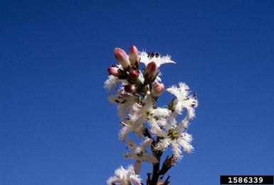 buckbean, Menyanthes trifoliata  (Solanales: Menyanthaceae) - 1586339