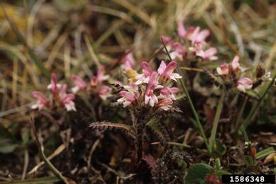 hairy lousewort, Pedicularis hirsuta  (Scrophulariales: Scrophulariaceae) - 1586348