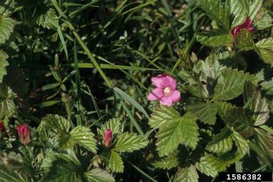 arctic blackberry, Rubus arcticus  (Rosales: Rosaceae) - 1586382