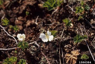 cloudberry, Rubus chamaemorus  (Rosales: Rosaceae) - 1586384