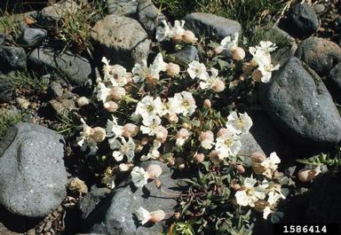 sea campion, Silene uniflora  (Caryophyllales: Caryophyllaceae) - 1586414