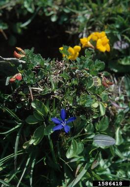 alpine birdsfoot, Lotus alpinus  (Fabales: Fabaceae (Leguminosae)) - 1586418