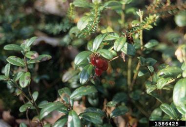 lingonberry, Vaccinium vitis-idaea  (Ericales: Ericaceae) - 1586425