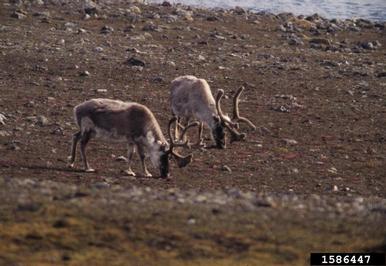 finnish forest reindeer, Rangifer tarandus fennicus (Artiodactyla: Cervidae) - 1586447