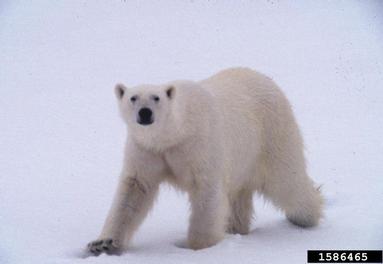 polar bear, Ursus maritimus  (Carnivora: Ursidae) - 1586465