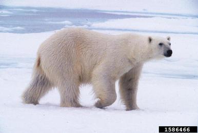 polar bear, Ursus maritimus  (Carnivora: Ursidae) - 1586466