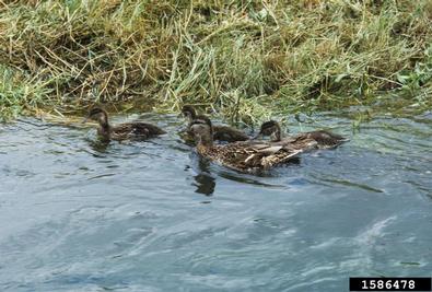 mallard, Anas platyrhyncos  (Anseriformes: Anatidae) - 1586478