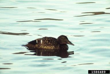common eider, Somateria mollissima  (Anseriformes: Anatidae) - 1586489