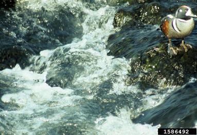 harlequin duck, Histrionicus histrionicus  (Anseriformes: Anatidae) - 1586492