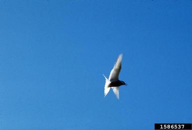 arctic tern, Sterna paradisaea  (Ciconiiformes: Laridae) - 1586537