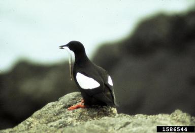 black guillemot, Cepphus grylle  (Ciconiiformes: Alcidae) - 1586544