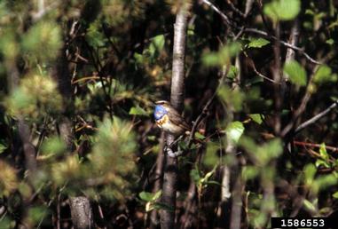 bluethroat, Luscinia svecica  (Passeriformes: Muscicapidae) - 1586553
