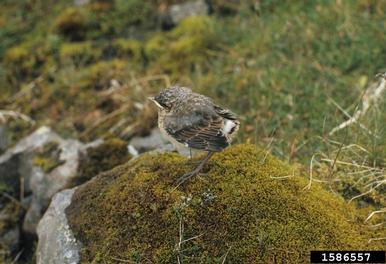 Northern wheatear, Oenanthe oenanthe  (Passeriformes: Muscicapidae) - 1586557