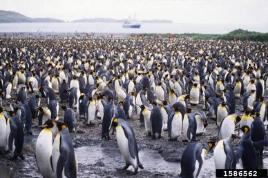 king penguin, Aptenodytes patagonicus  (Ciconiiformes: Spheniscidae) - 1586562