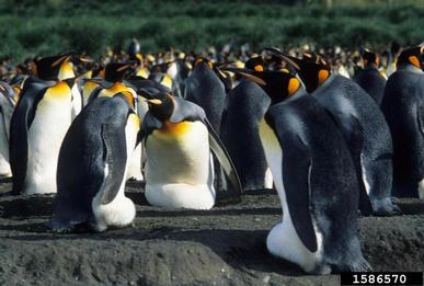 king penguin, Aptenodytes patagonicus  (Ciconiiformes: Spheniscidae) - 1586570