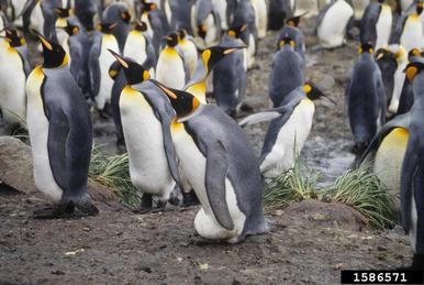 king penguin, Aptenodytes patagonicus  (Ciconiiformes: Spheniscidae) - 1586571