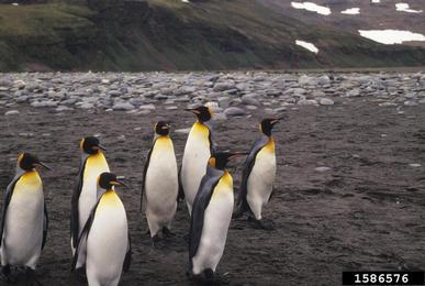king penguin, Aptenodytes patagonicus  (Ciconiiformes: Spheniscidae) - 1586576