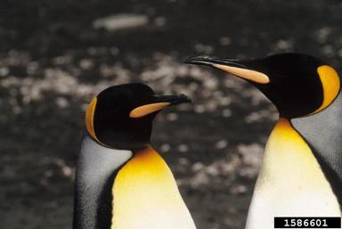 king penguin, Aptenodytes patagonicus  (Ciconiiformes: Spheniscidae) - 1586601