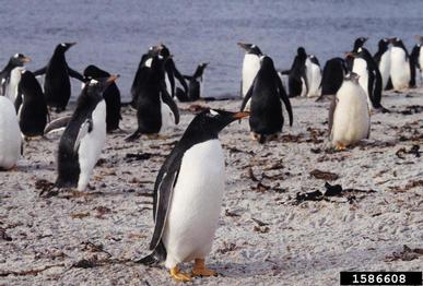 gentoo penguin, Pygoscelis papua  (Ciconiiformes: Spheniscidae) - 1586608