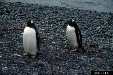 gentoo penguin, Pygoscelis papua  (Ciconiiformes: Spheniscidae) - 1586616