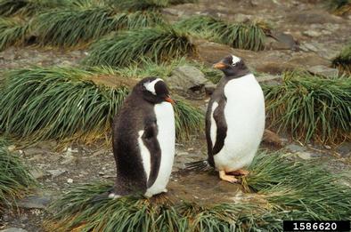 gentoo penguin, Pygoscelis papua  (Ciconiiformes: Spheniscidae) - 1586620