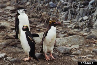 macaroni penguin, Eudyptes chrysolophus  (Ciconiiformes: Spheniscidae) - 1586642