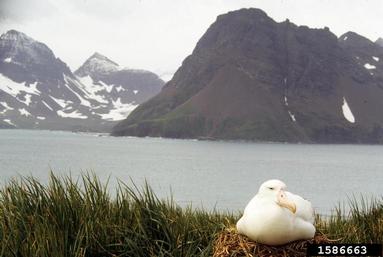 wandering albatross, Diomedea exulans  (Ciconiiformes: Diomedeidae) - 1586663