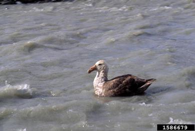 southern giant petrel, Macronectes giganteus  (Ciconiiformes: Procellariidae) - 1586679