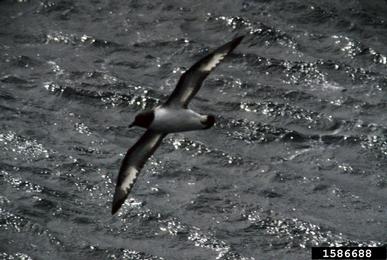 cape petrel, Daption capense  (Ciconiiformes: Procellariidae) - 1586688
