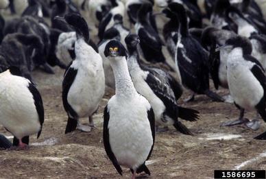 imperial shag, Phalacrocorax atriceps  (Ciconiiformes: Phalacrocoracidae) - 1586695