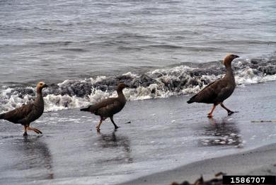 ruddy-headed goose, Chloephaga rubidiceps  (Anseriformes: Anatidae) - 1586707