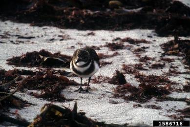 two-banded plover, Charadrius falklandicus  (Ciconiiformes: Charadriidae) - 1586716