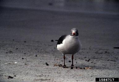 dolphin gull, Larus scoresbii  (Ciconiiformes: Laridae) - 1586717