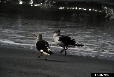 dolphin gull, Larus scoresbii  (Ciconiiformes: Laridae) - 1586720