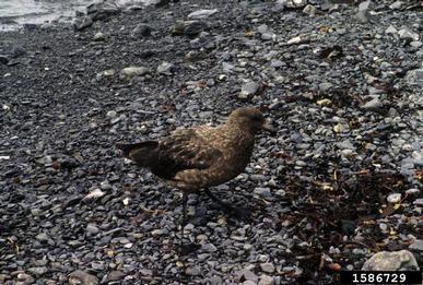 subantartic skua, Stercorarius antarctinus  (Ciconiiformes: Stercorariidae) - 1586729