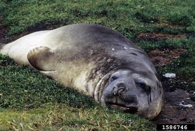 southern elephant seal, Mirounga leonia  (Carnivora: Phocidae) - 1586746