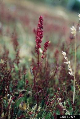 red sorrel, Rumex acetosella  (Polygonales: Polygonaceae) - 1586757