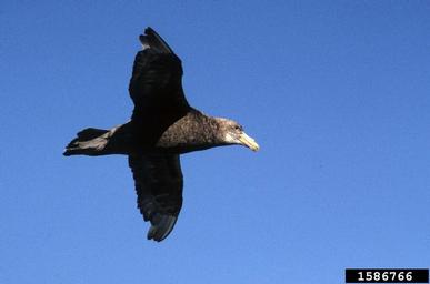 southern giant petrel, Macronectes giganteus  (Ciconiiformes: Procellariidae) - 1586766