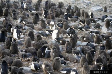 adelie penguin, Pygoscelis adeliae  (Ciconiiformes: Spheniscidae) - 1586800