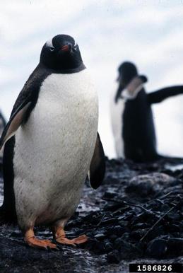 gentoo penguin, Pygoscelis papua  (Ciconiiformes: Spheniscidae) - 1586826