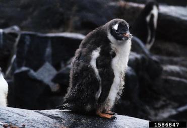 gentoo penguin, Pygoscelis papua  (Ciconiiformes: Spheniscidae) - 1586847