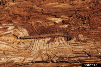redwood bark beetle (Phloeosinus sequoiae ) on Port Orford cedar (Chamaecyparis lawsoniana ) - 1587016