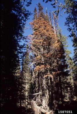 western balsam bark beetle (Dryocoetes confusus ) on subalpine fir (Abies lasiocarpa ) - 1587051