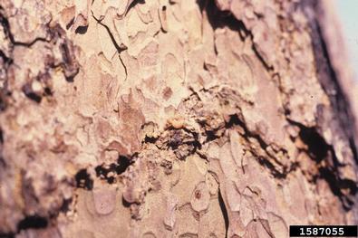 western pine beetle (Dendroctonus brevicomis ) on ponderosa pine (Pinus ponderosa ) - 1587055